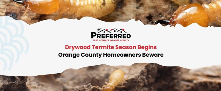 Drywood Termite Season Begins: Orange County Homeowners Beware