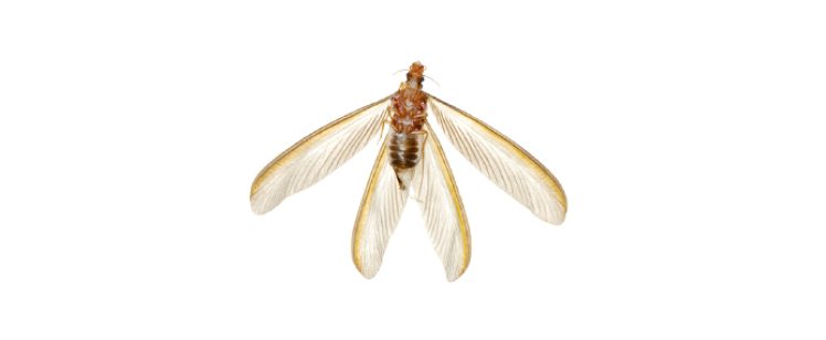 Winged termite on white background