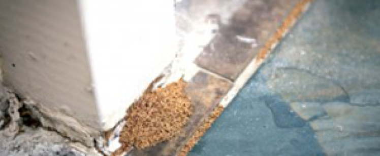 Orange County Pest Control Services