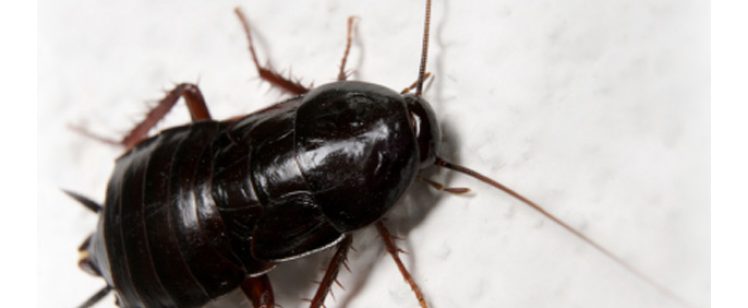 oriental-cockroach-big12
