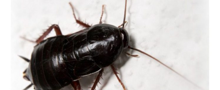 oriental-cockroach-big12