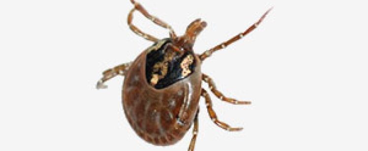 Orange County Ticks – Summer is approaching!