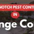 Your Restaurant’s Outdoor Patio Just Became a Bee Landing Strip – June Commercial Pest Reality