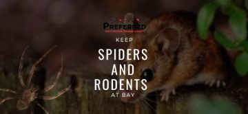 Spiders in Southern California — Which Ones Should You Actually Worry About?