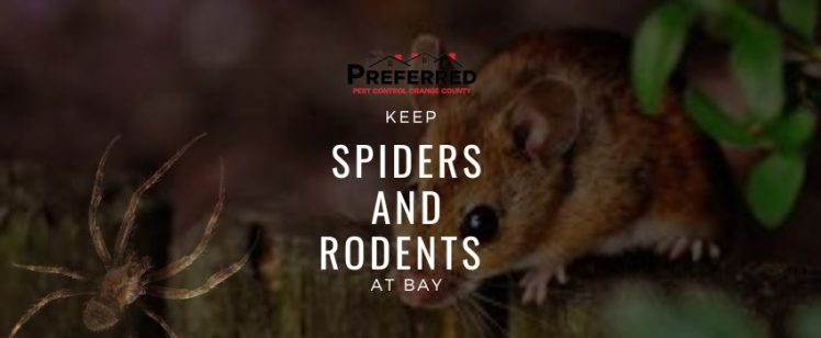 Spiders in Southern California — Which Ones Should You Actually Worry About?