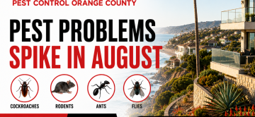 August Heat Wave Triggers Pest Crisis in Orange County Coastal Communities - Newport Beach to San Clemente Faces Unprecedented Activity