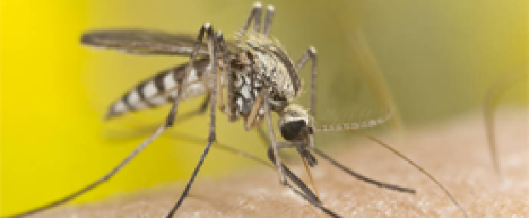 Close-up of a mosquito feeding on human skin
