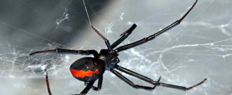 Black widow spider with red hourglass
