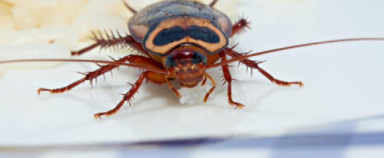 Close-up of a cockroach eating food