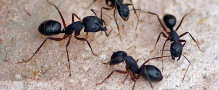 Close-up of black ants on concrete surface