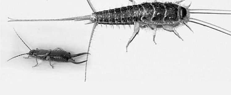 How to Get Rid of Silverfish in Orange County