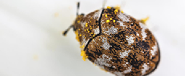 CARPET BEETLES DEVOUR MORE THAN RUGS