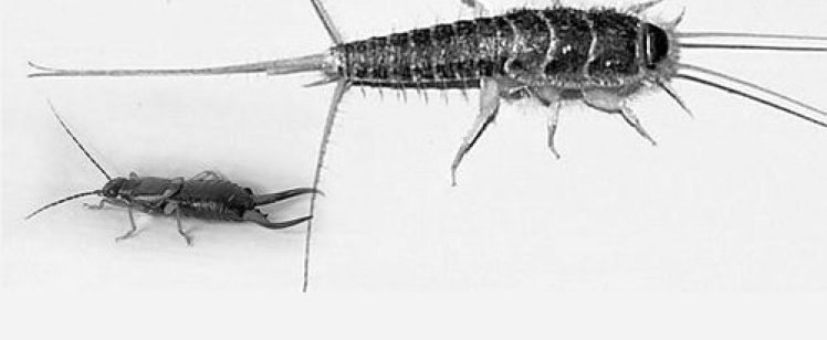 How to Get Rid of Silverfish in Orange County