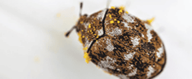 CARPET BEETLES DEVOUR MORE THAN RUGS