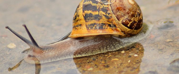 Snails Taking Over Your OC Garden