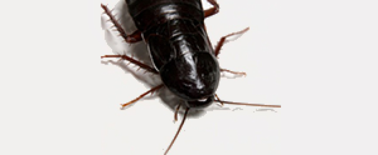 KILL ROACHES THE RIGHT WAY!