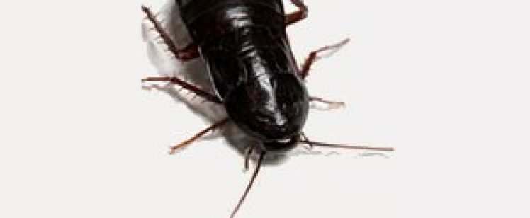 KILL ROACHES THE RIGHT WAY!