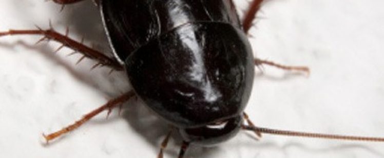 Black cockroach on white surface