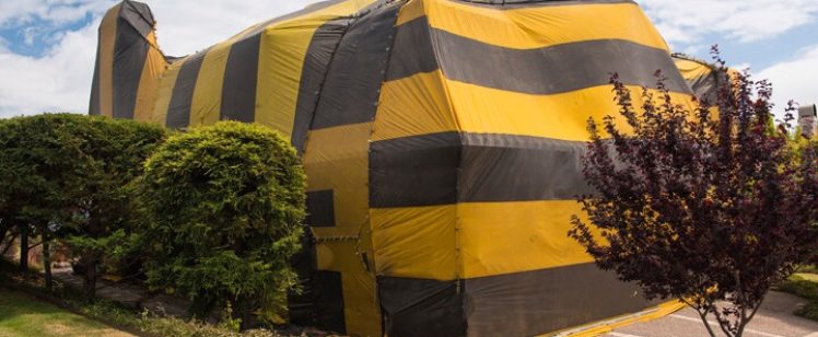 Termite treatment Corona Del Mar – Preferred Pest Control OC