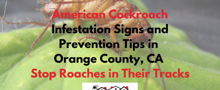 American Cockroach Infestation Signs and Prevention Tips in Orange County, CA – Stop Roaches in Their Tracks