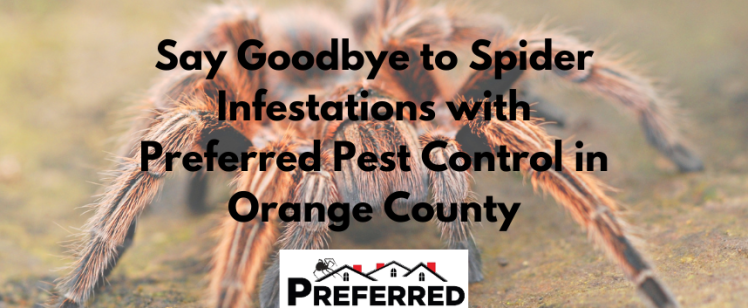 Say Goodbye to Spider Infestations with Preferred Pest Control in Orange County