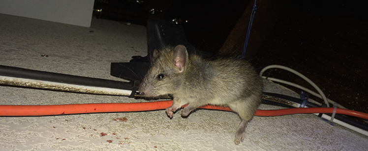 Mouse perched on orange cable in attic