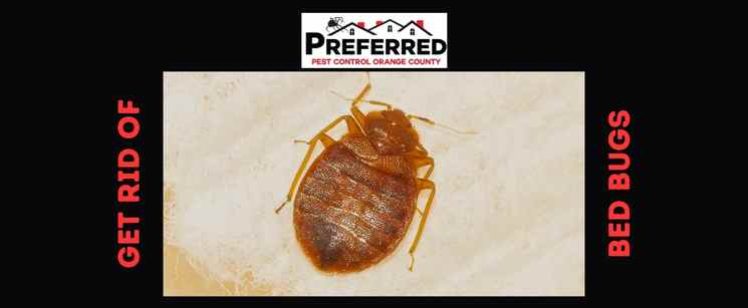 How to get rid of bed bugs