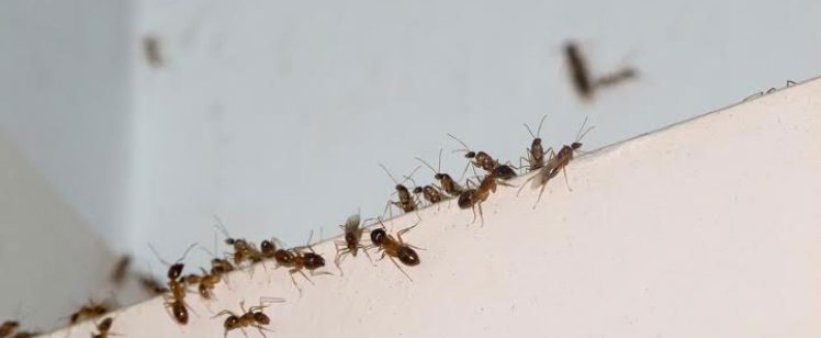 Be Ant-Free this Summer in Orange County
