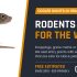 Rodents Moving In for the Winter: What Orange County Homeowners Need to Know