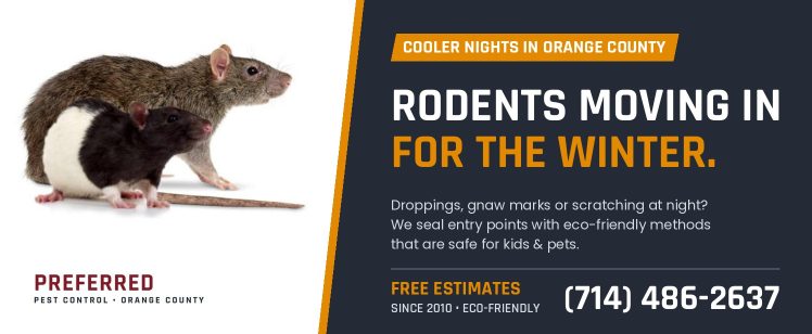 Rodents Moving In for the Winter: What Orange County Homeowners Need to Know