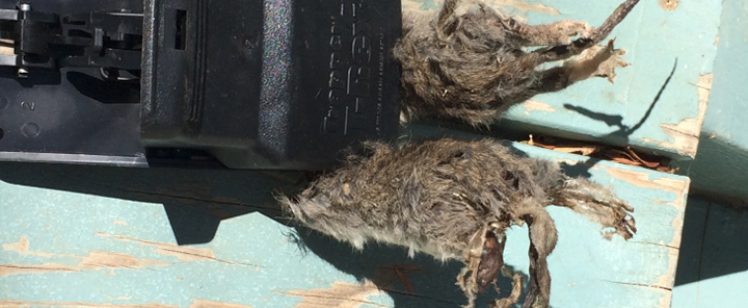 Two dead mice caught in a mousetrap