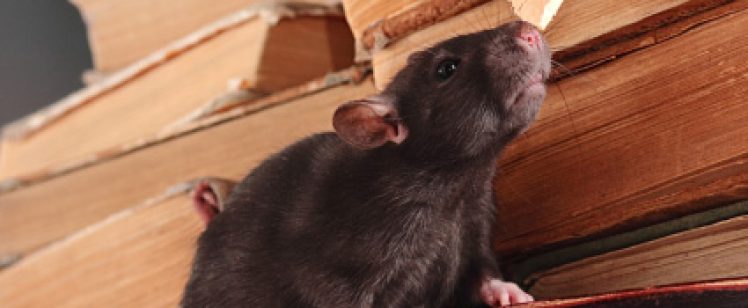 Black rat sniffing stack of books