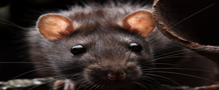 Close-up of rat peeking from rusty pipe