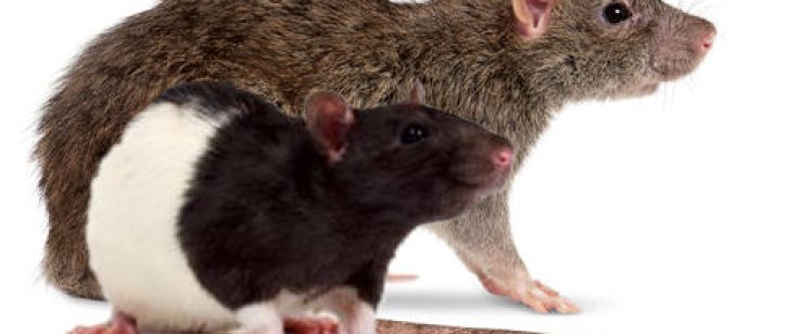 Two rats: brown and black-and-white