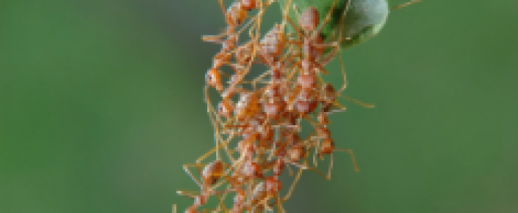 row of red ants forming a bridge