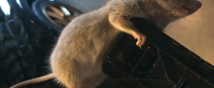 Small gray rodent clinging to plastic edge