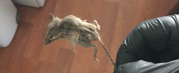 Gloved hand holding a dead mouse