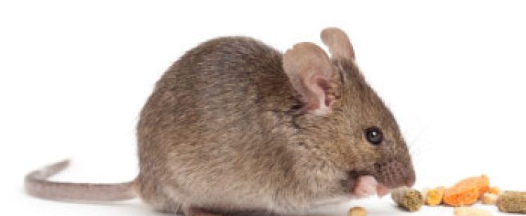 Brown house mouse nibbling pellets on white background