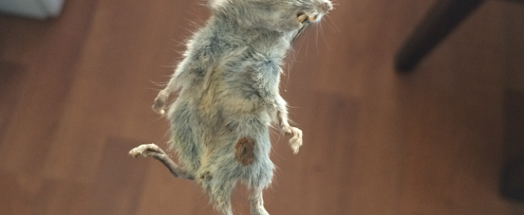 Dead mouse held by gloved hand