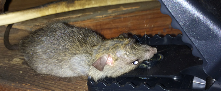 Mouse caught in black plastic snap trap