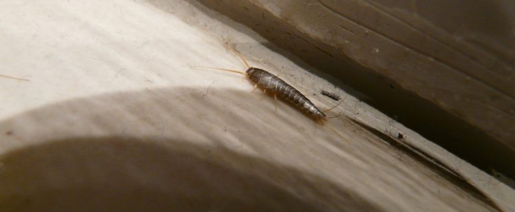 5 Ways to Get Rid of Silverfish