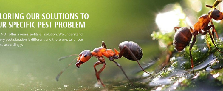 Close-up of red ants on wet moss