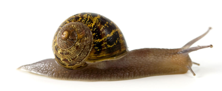 snail