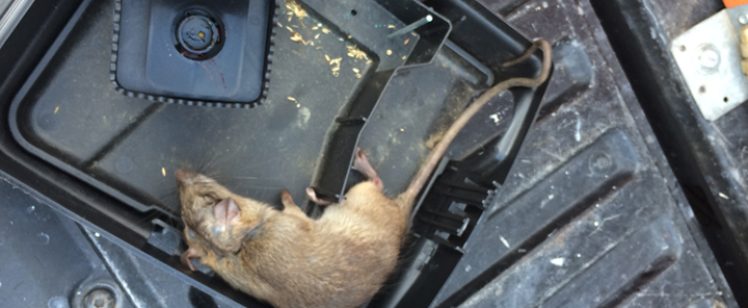 small brown mouse in plastic trap