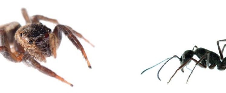 Jumping spider and ant on white background