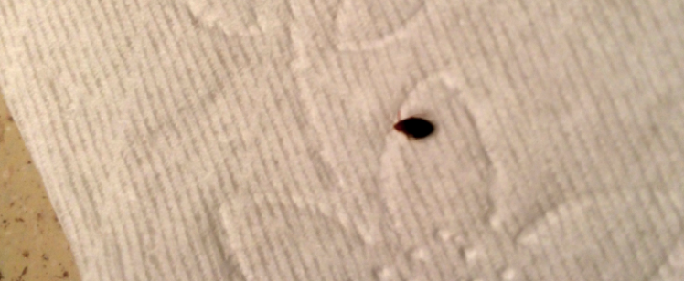 Small dark insect on white paper towel
