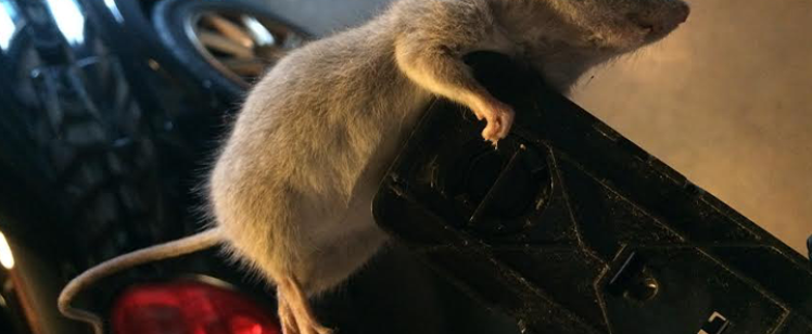Baby opossum clinging to car part