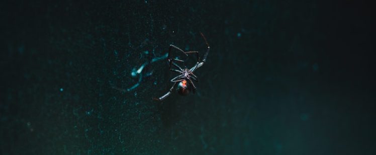 Spiders in Orange County – What You Need To Know
