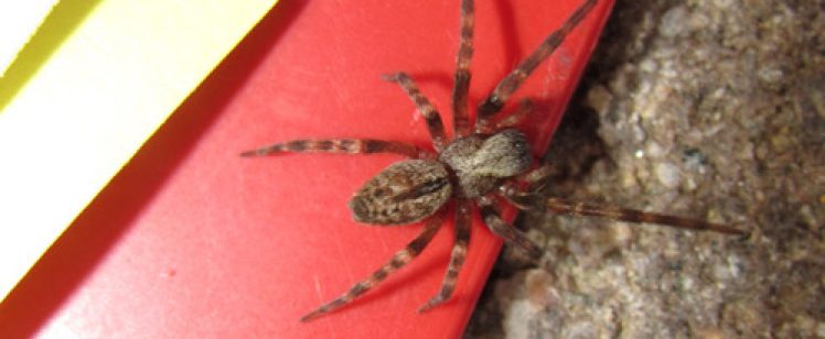 Brown spider on red plastic and carpet