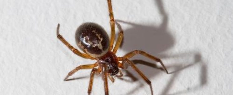 Small brown spider on white background